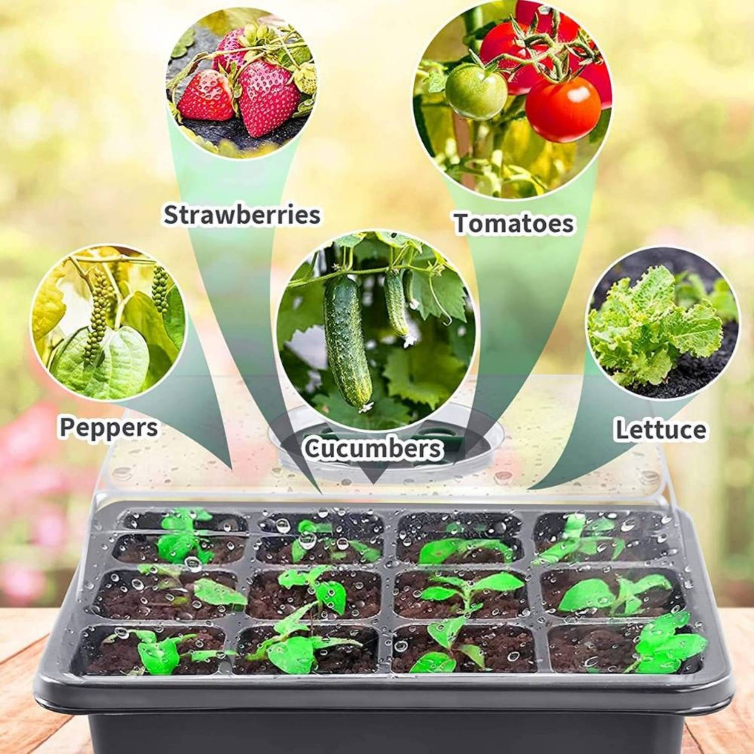 Self Watering Seedling Tray: image 6