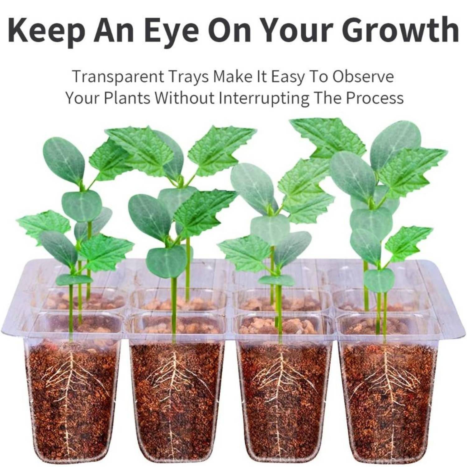 Self Watering Seedling Tray: image 8