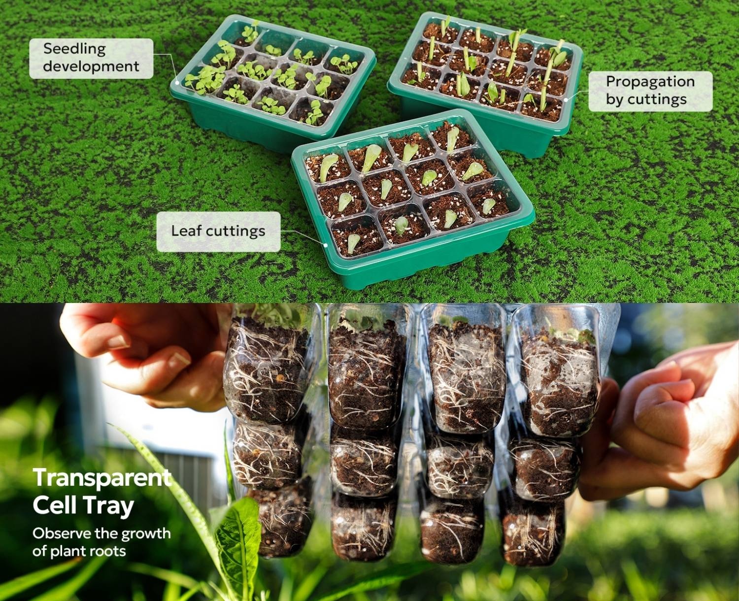 best self watering seedling tray